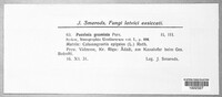 Puccinia graminis image